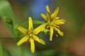 Flowers of Yellow Star-of-Bethlehem Gatea lutea Royalty Free Stock Photo
