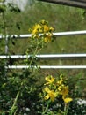 Flowers in yellow