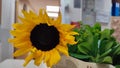 flowers yellow sunflower with green leaves, bouquet plant nature