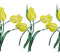 flowers yellow tulips bloom,bloom in spring on a green stem with fresh