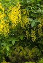 Flowers yellow wisteria.botanical garden.golden rain tree