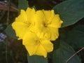 Flowers in yelow color Verry butifull an color full