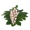 Flowers and young leaves of chestnut isolated Royalty Free Stock Photo