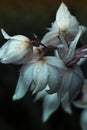 Flowers of yucca. Blooming Yucca bush. Yucca bushes in bloom. G