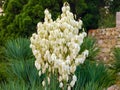 Flowers of Yucca filamentosa in the botanic garden Royalty Free Stock Photo