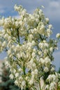 Flowers of a yucca plant in bloom against a blue sky. Close-up of flower panicle Royalty Free Stock Photo