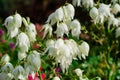 Flowers of a yucca plant in bloom with drops after rain. Close-up of flower panicle Royalty Free Stock Photo