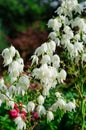 Flowers of a yucca plant in bloom with drops after rain. Close-up of flower panicle Royalty Free Stock Photo