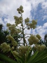 Flowers of yucca plant Royalty Free Stock Photo