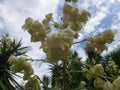 Flowers of yucca plant Royalty Free Stock Photo