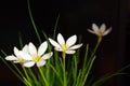 Flowers Zephyranthes white (Candida Herb)