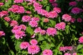 Flowers zinnia elegans Common zinnia, Flower background, Is a single leaf herbaceous plant with a bouquet of pink as an Royalty Free Stock Photo