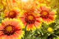 Flowers, Zinnia elegans Jacq. Royalty Free Stock Photo