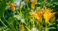 Flowers zucchini with green leaf at bed