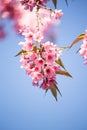 FlowerSakura Royalty Free Stock Photo