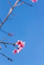 FlowerSakura Royalty Free Stock Photo