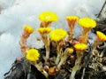 Flowerses coils foot Royalty Free Stock Photo