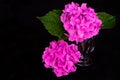 Flowers pink hydrangea on black background.Copy space.
