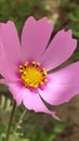 Flowerspink in spring Royalty Free Stock Photo