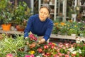 in flowerstore, woman chooses primrose in pot