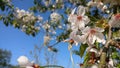 Flowertree Blossom Glory Royalty Free Stock Photo