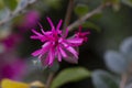 Flowery bush called loropetalum chinense in a garden close up