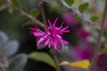 Flowery bush called loropetalum chinense in a garden close up