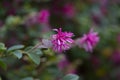 Flowery bush called loropetalum chinense in a garden close up