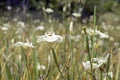 Flowery field of bicolor iris Royalty Free Stock Photo