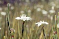 Flowery field of bicolor iris Royalty Free Stock Photo