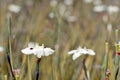 Flowery field of bicolor iris Royalty Free Stock Photo