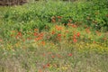 Flowery fields of Puglia