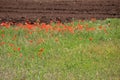 Flowery fields of Puglia