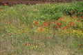 Flowery fields of Puglia