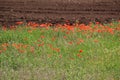 Flowery fields of Puglia