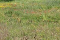 Flowery fields of Puglia