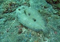 Flowery flounder Bothus mancus it is lying on the seabed Royalty Free Stock Photo