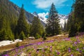 Flowery forest glade with crocus flowers and snowy mountains, Romania Royalty Free Stock Photo