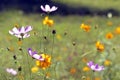 Flowery garden