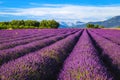 Flowery landscape with beautiful lavender bushes in Provence, Valensole, France Royalty Free Stock Photo