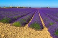 Flowery landscape with violet lavender fields in Provence, Valensole, France Royalty Free Stock Photo