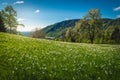 Flowery meadow with blooming white daffodils, in Slovenia Royalty Free Stock Photo