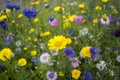 Flowery meadow Royalty Free Stock Photo