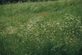Flowery meadow, Cozzano Pineta , Parma province, Italy