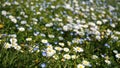 Flowery Meadow Royalty Free Stock Photo