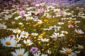 Flowery meadow with daisies, butterflies and rabbit. Majestic pink daisy in the center., generative IA