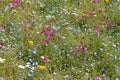 Flowery meadow Royalty Free Stock Photo