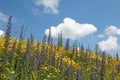 Flowery meadow of wildflowers against blue sky with cloud Royalty Free Stock Photo