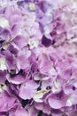 Flowery texture for background. Beautiful blooming purple hydrangea flowers, close up Royalty Free Stock Photo