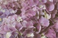 Flowery texture for background. Beautiful blooming purple hydrangea flowers, close up Royalty Free Stock Photo